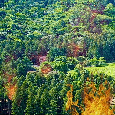 森林火情探测